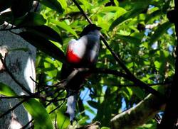 le-festival-des-oiseaux-endemiques-des-caraibes-revient-au-centre-de-cuba