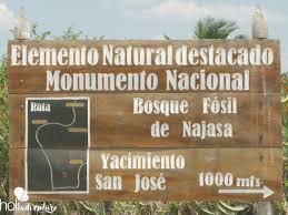 el-bosque-fosil-de-najasa-una-singularidad-de-la-naturaleza-cubana