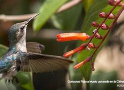 cuba-hosts-nature-photography-contest