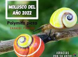 la-polymita-picta-cubaine-declaree-mollusque-de-lannee-2022