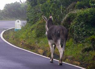 del-imaginario-cubano-el-burro-perdio-legal