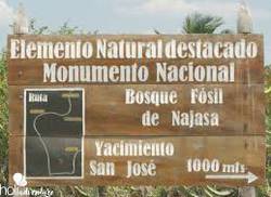 el-bosque-fosil-de-najasa-una-singularidad-de-la-naturaleza-cubana