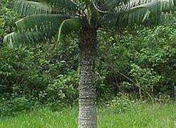 microcycas-calocoma-una-planta-monumento-nacional-de-cuba