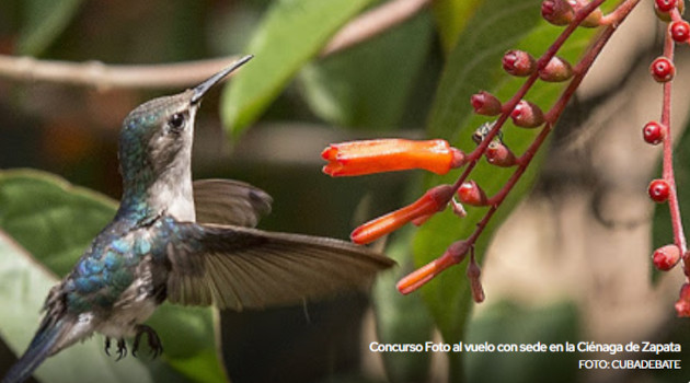 cuba-hosts-nature-photography-contest