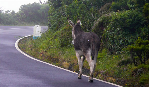 del-imaginario-cubano-el-burro-perdio-legal